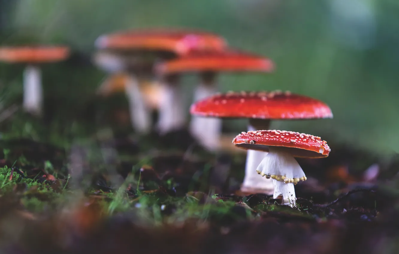 Фото обои осень, природа, грибы, мухоморы
