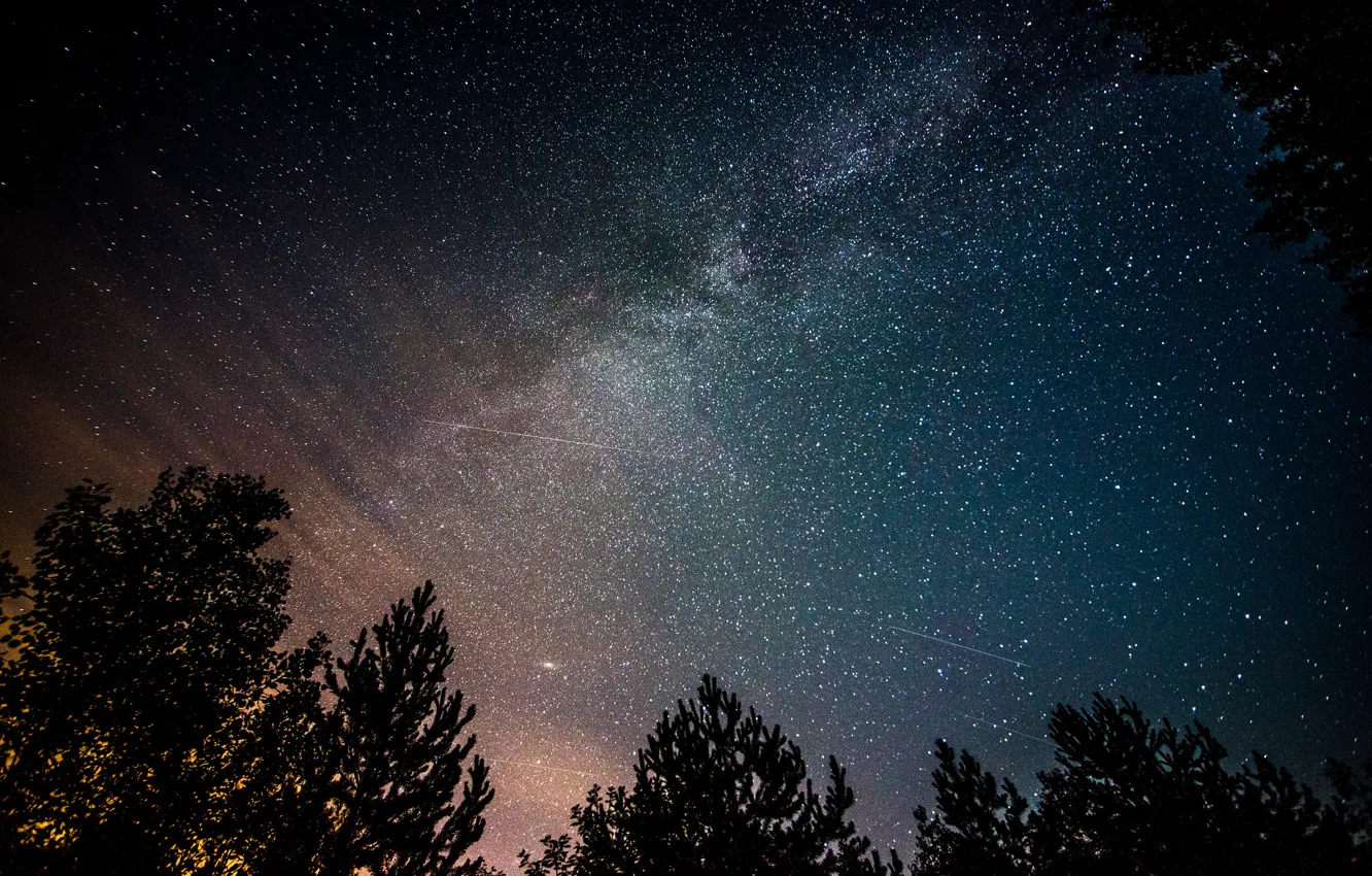 Фото обои космос, звезды, деревья, ночь, млечный путь