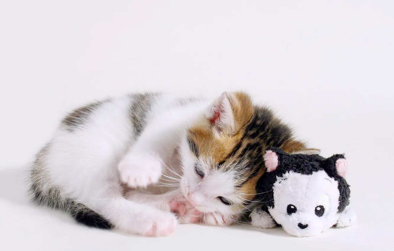 Фото обои котенок, игрушка, лежит