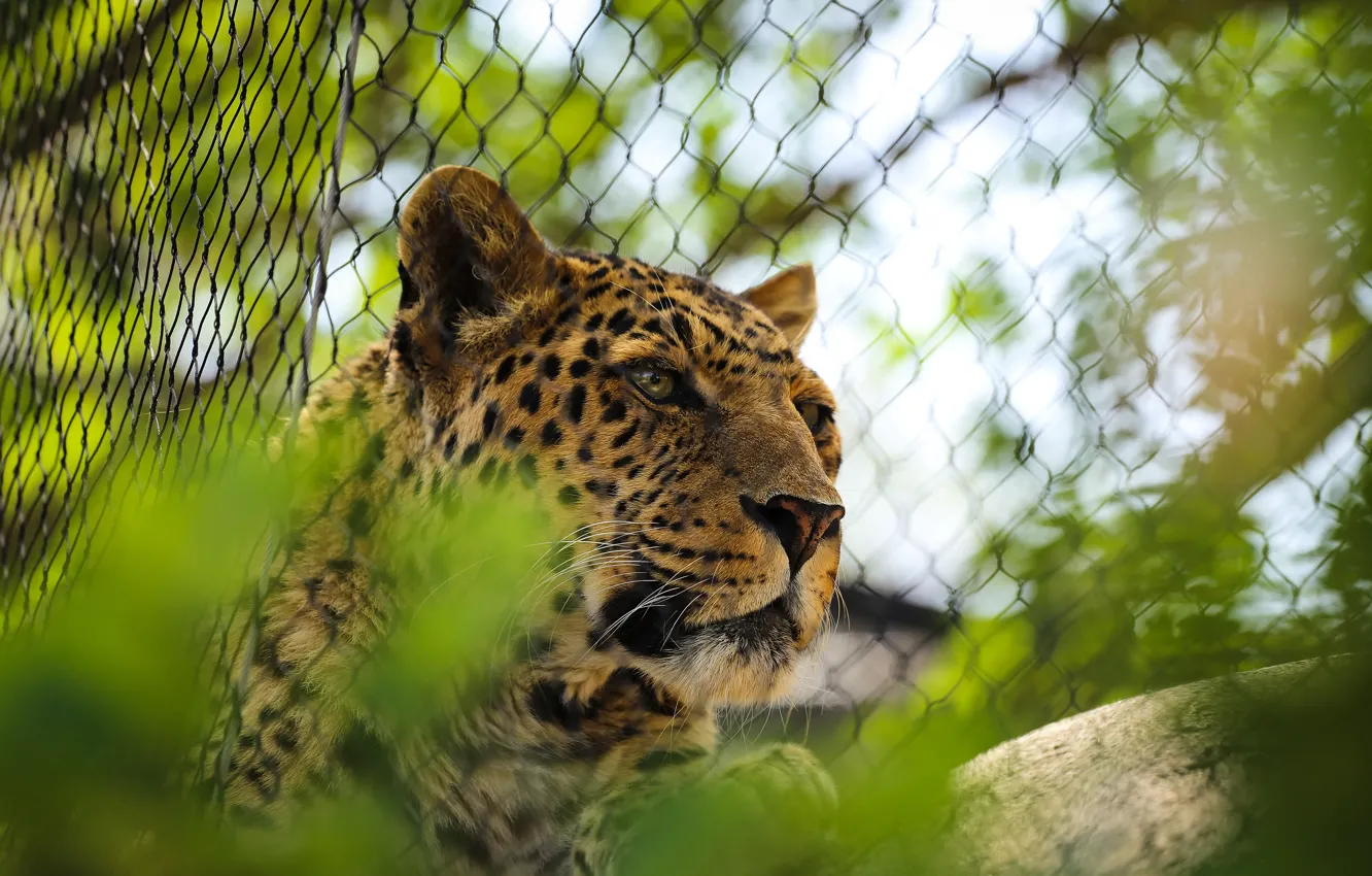 Фото обои взгляд, морда, сетка, забор, леопард, зоопарк