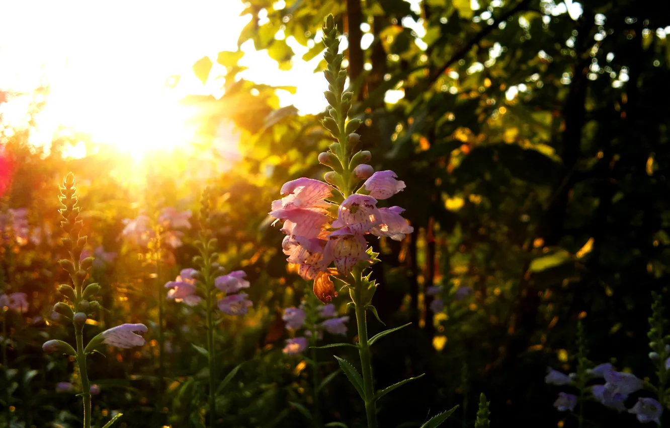 Фото обои цветок, солнце, рассвет, Люпин
