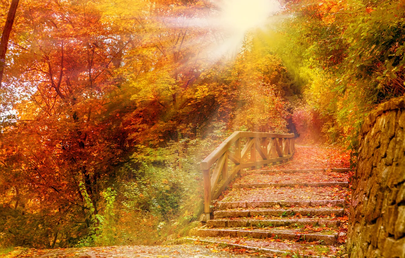 Фото обои осень, лес, листья, деревья, парк, forest, landscape, park