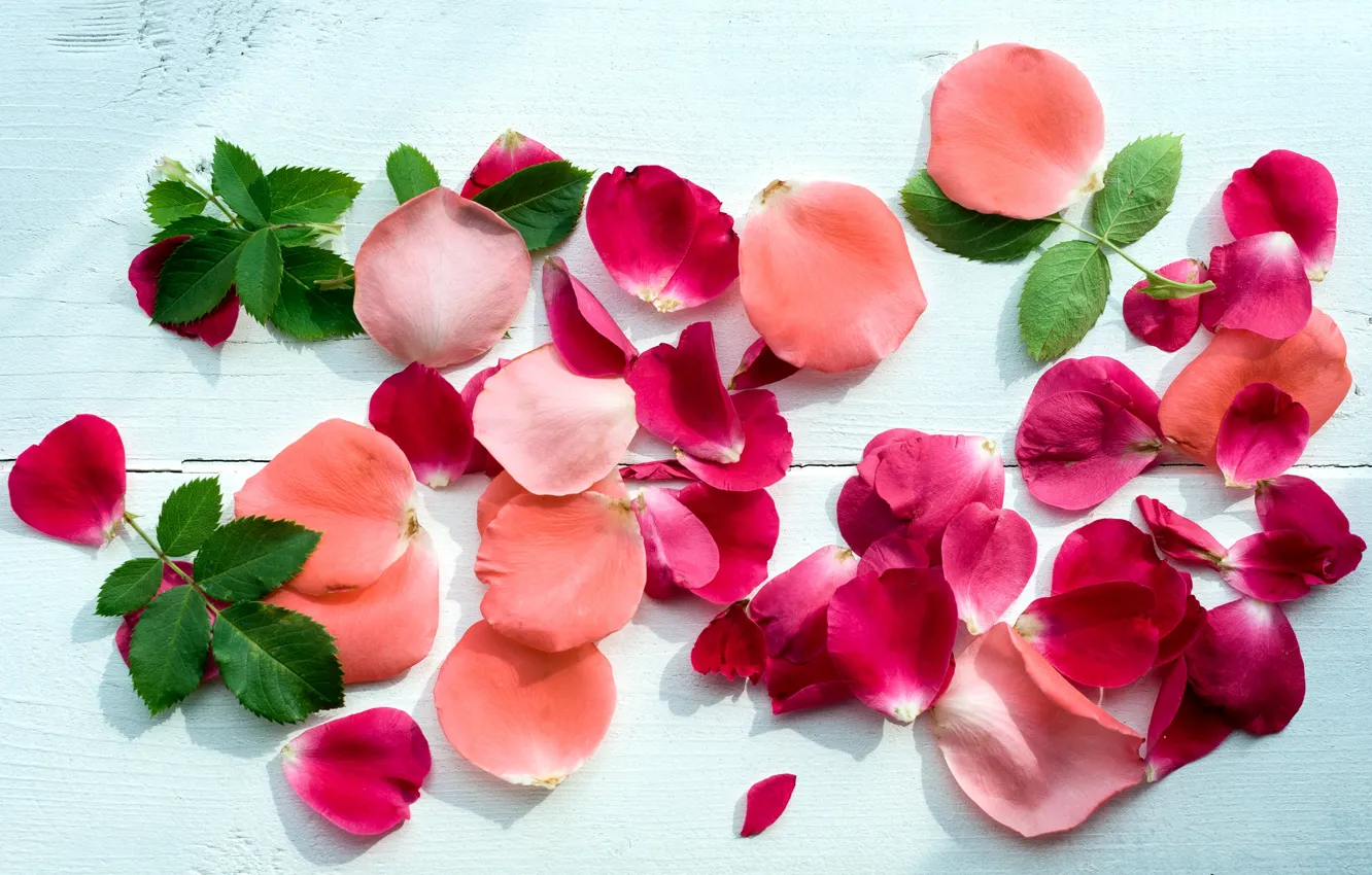 Фото обои лепестки, pink, petals, roses, розовые розы