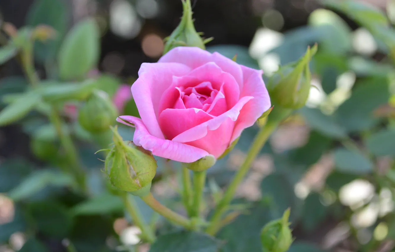 Фото обои цветок, розовый, роза