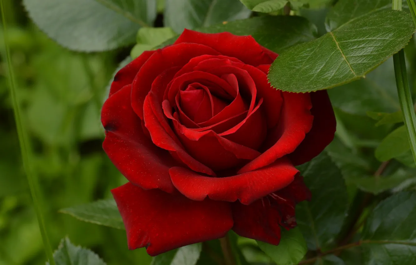 Фото обои красный, роза, красавица