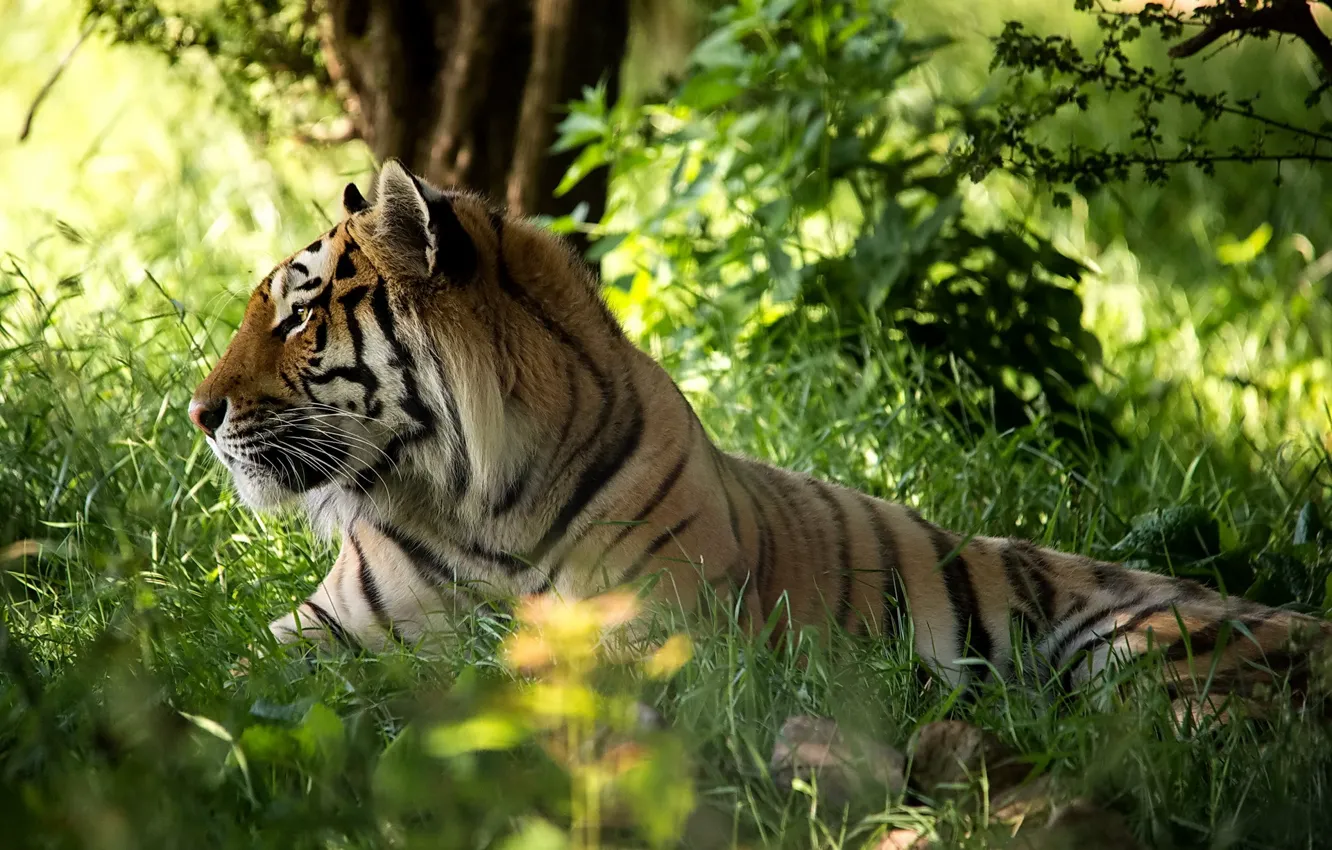 Фото обои лес, трава, морда, тигр, хищник