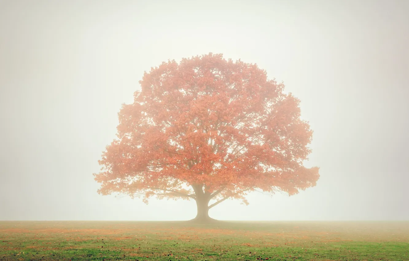 Фото обои grass, tree, fog