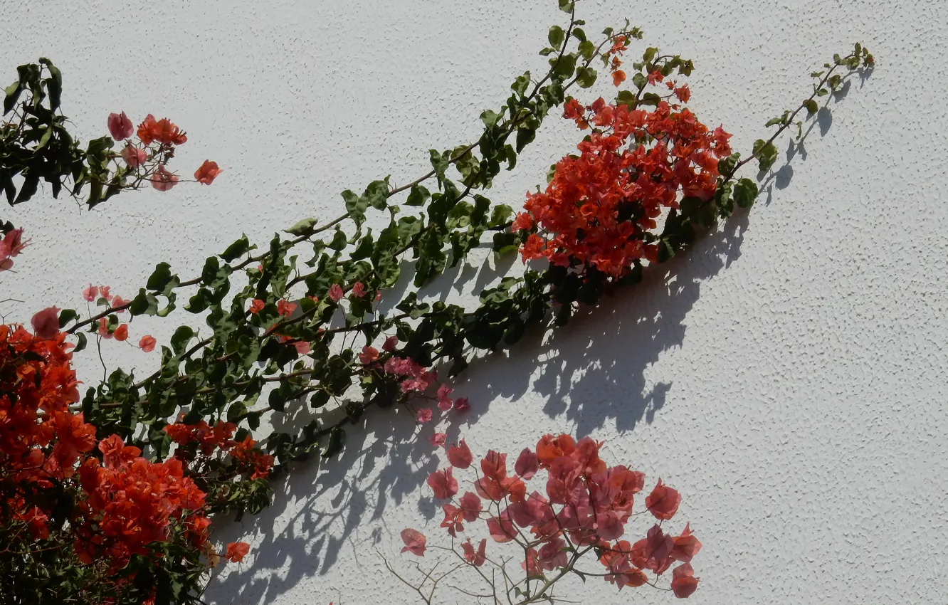 Фото обои цветок, цветы, стена, widescreen, обои, wallpaper, широкоформатные, background