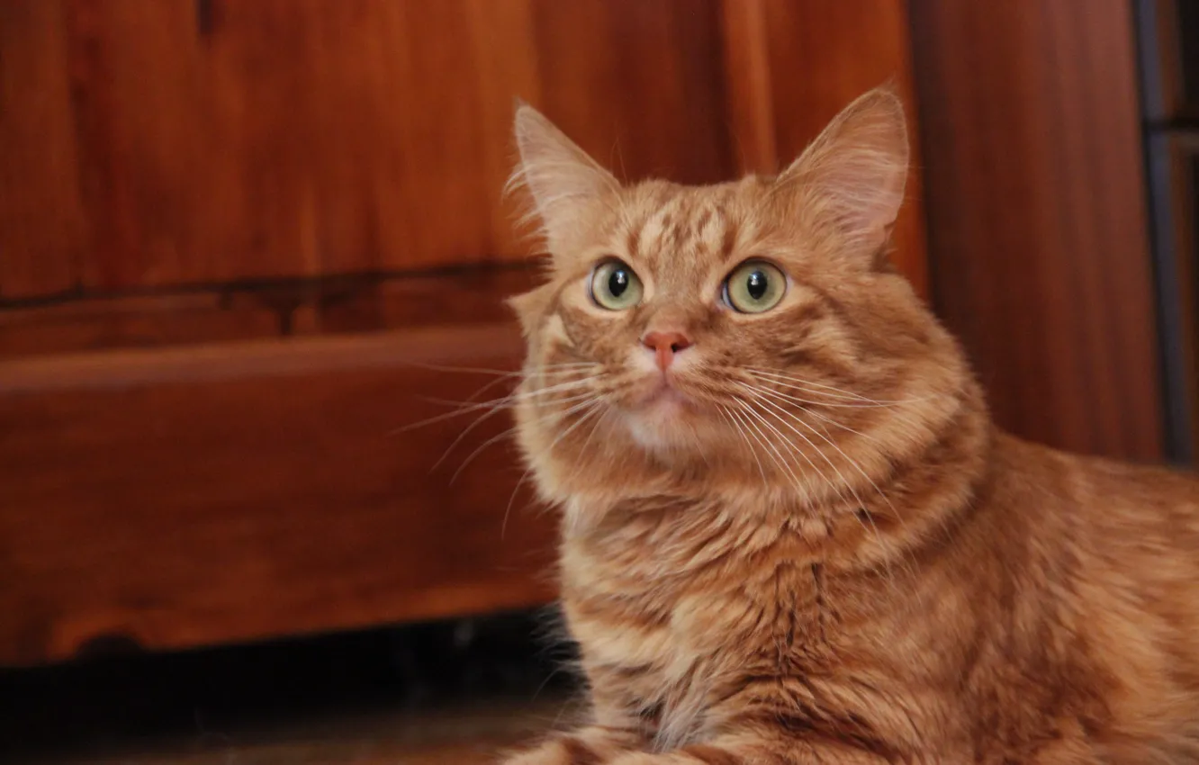 Фото обои кошка, глаза, кот, мордашка, Афанасий