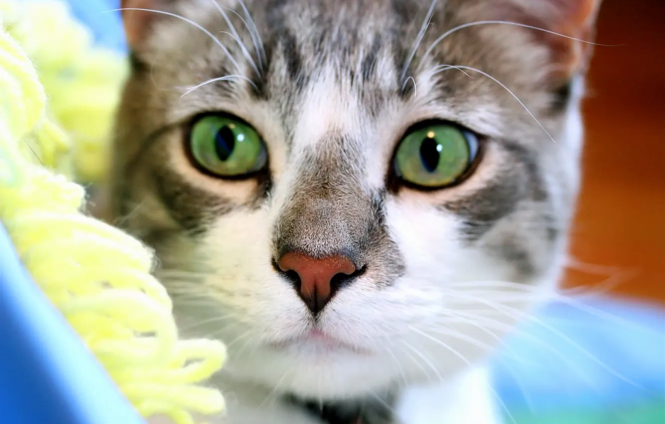 Фото обои взгляд, Кот, мордочка, зеленые глаза, внимательный
