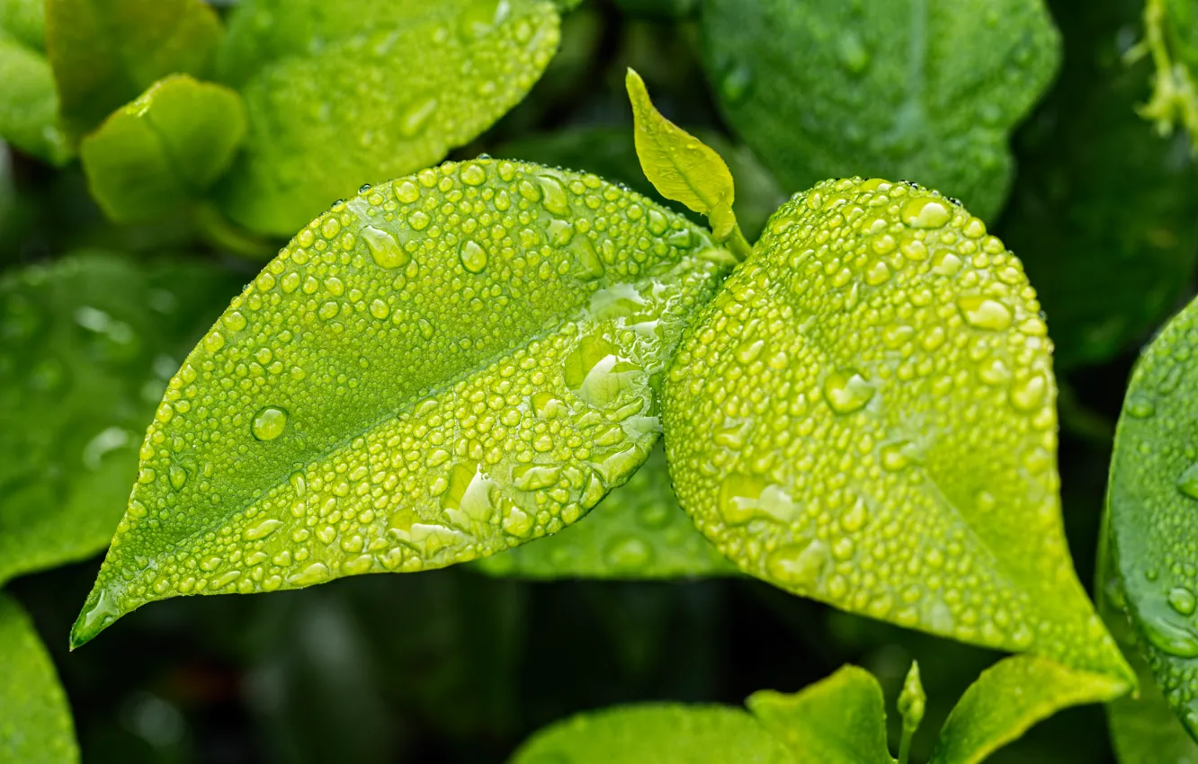 Фото обои leaves, macro, drops, dew