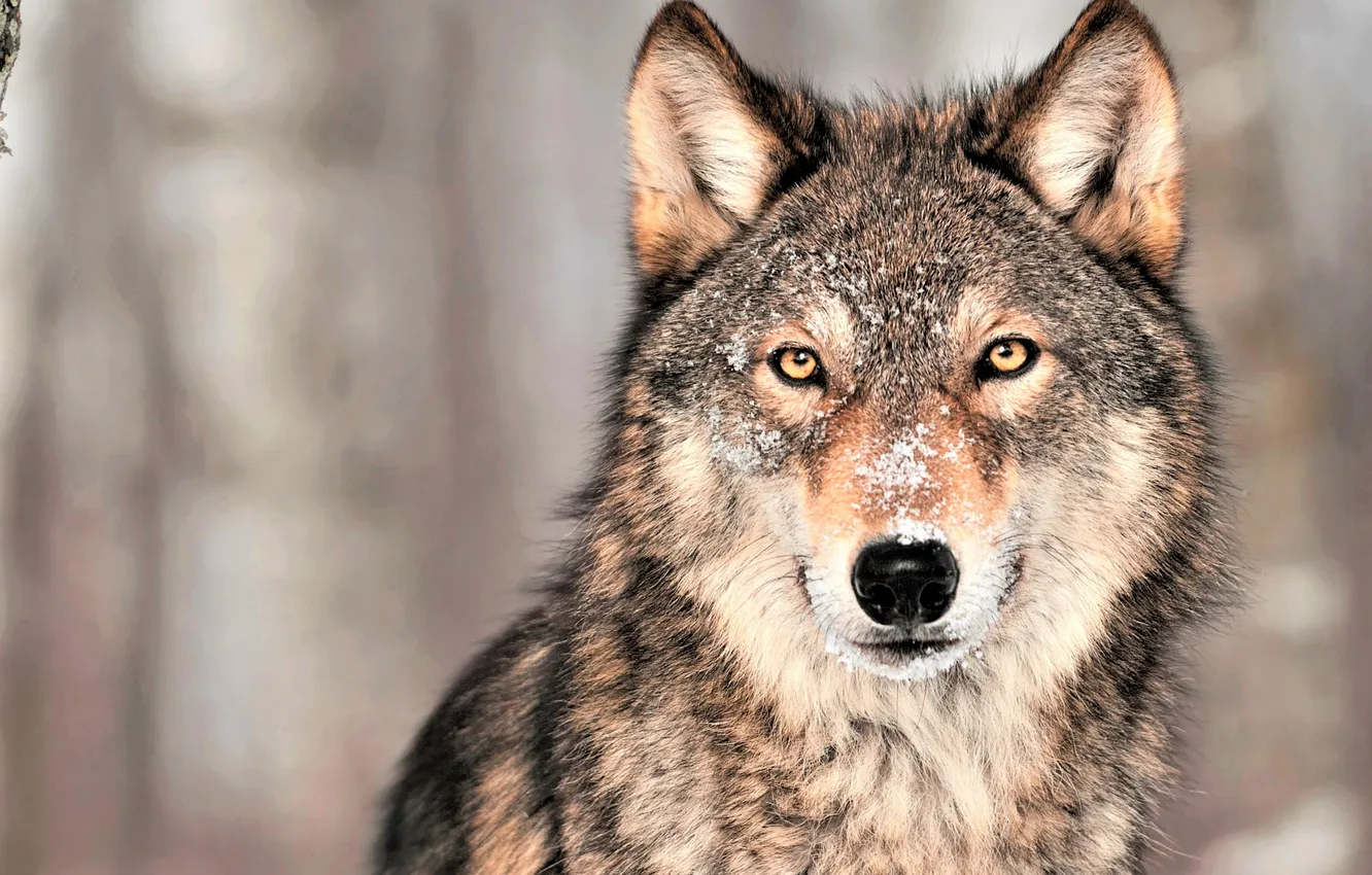 Фото обои nature, face, animal, wolf, wildlife, head, fur, mammal