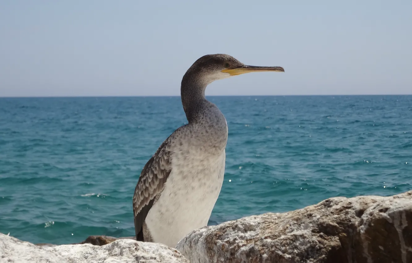 Фото обои море, птица, Испания