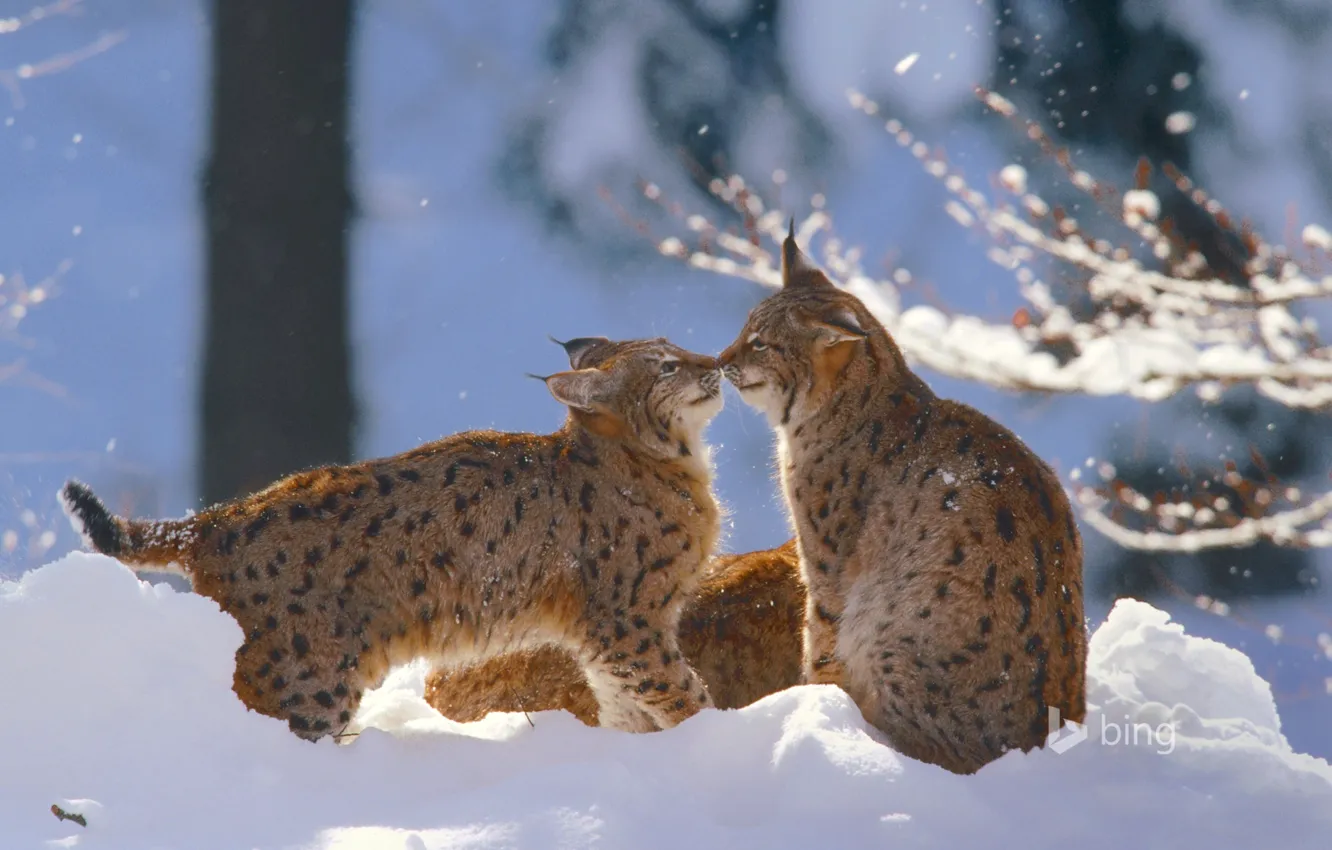 Фото обои зима, кошка, снег, Германия, рысь, Национальный парк Баварский лес