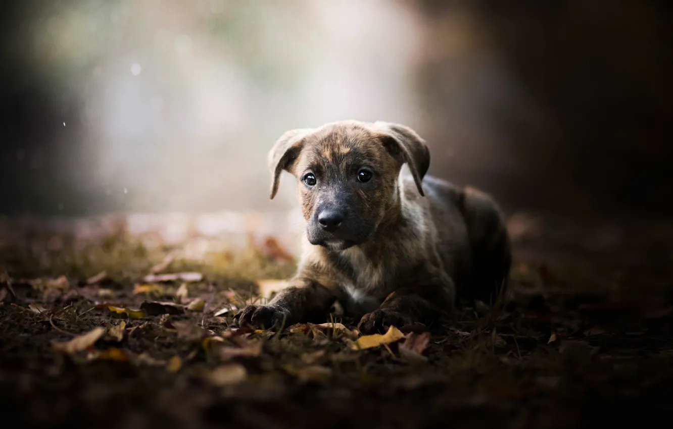 Фото обои осень, листья, щенок, боке, пёсик