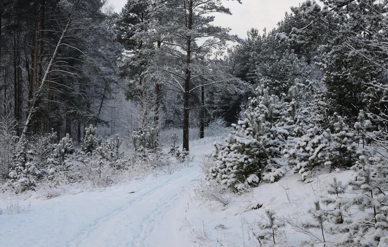 Фото обои Зима, Деревья, Снег