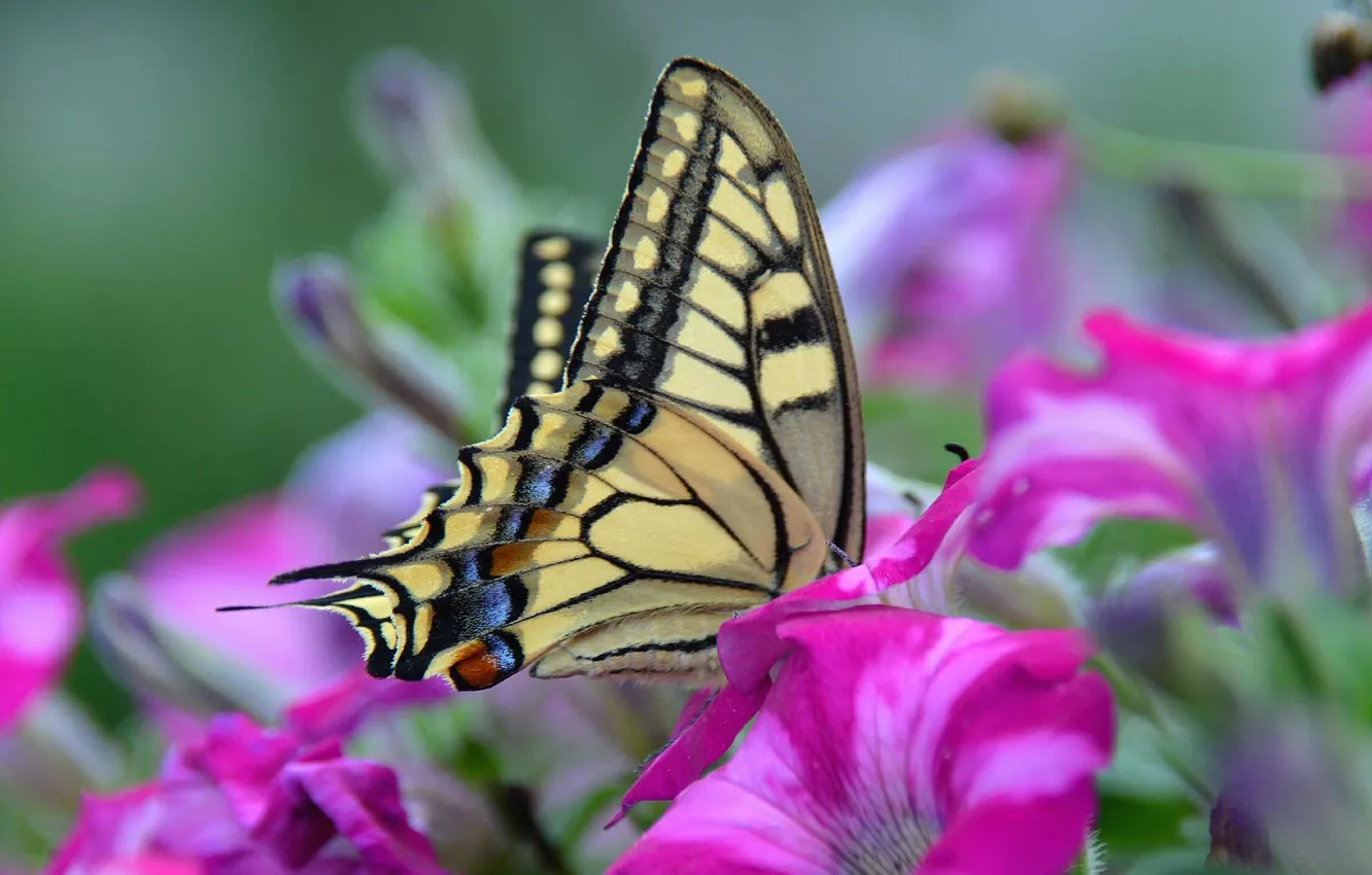 Фото обои цветы, бабочка, крылья, мотылек, петуния