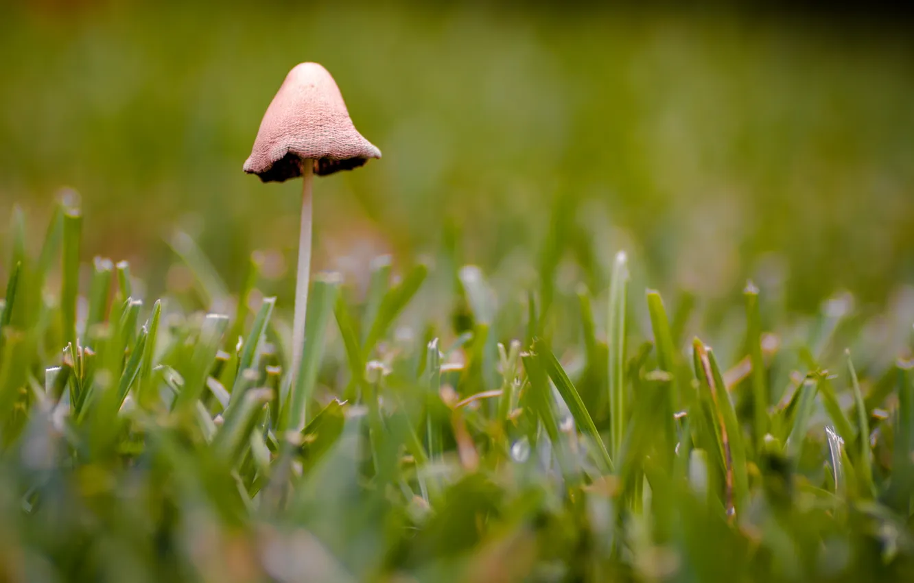 Фото обои трава, природа, гриб