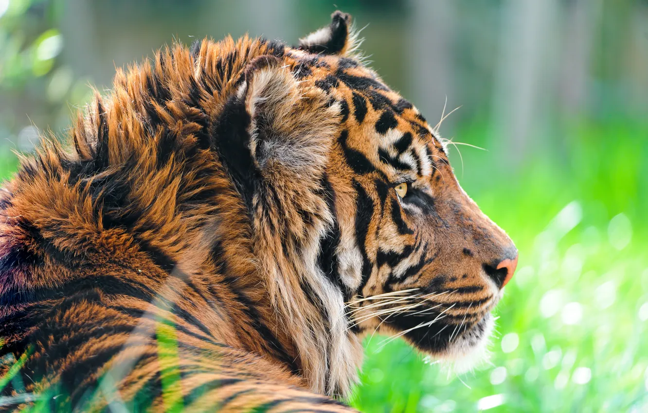 Фото обои хищник, Суматранский тигр, Sumatran tiger