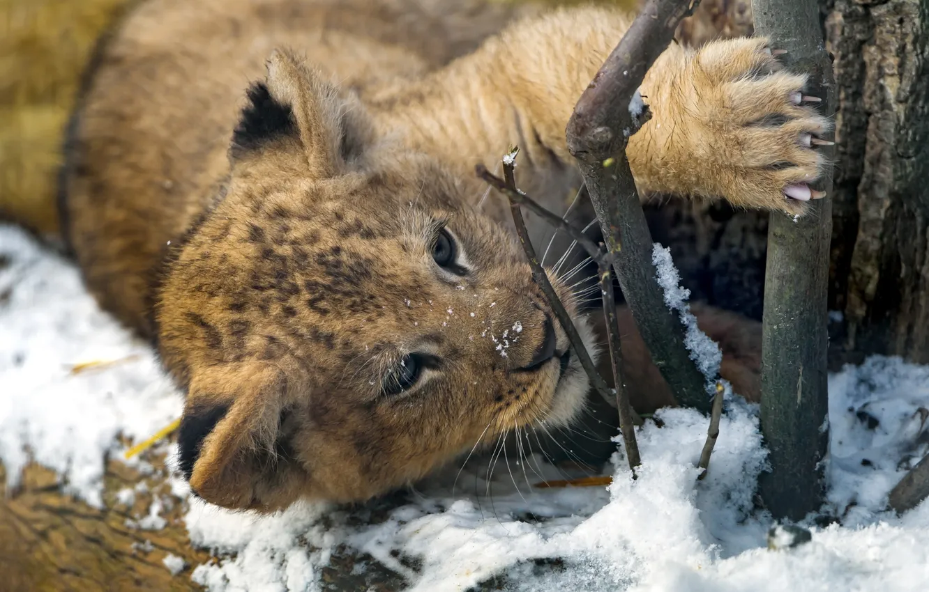 Фото обои снег, хищник, лев, малыш, когти, милый, львенок