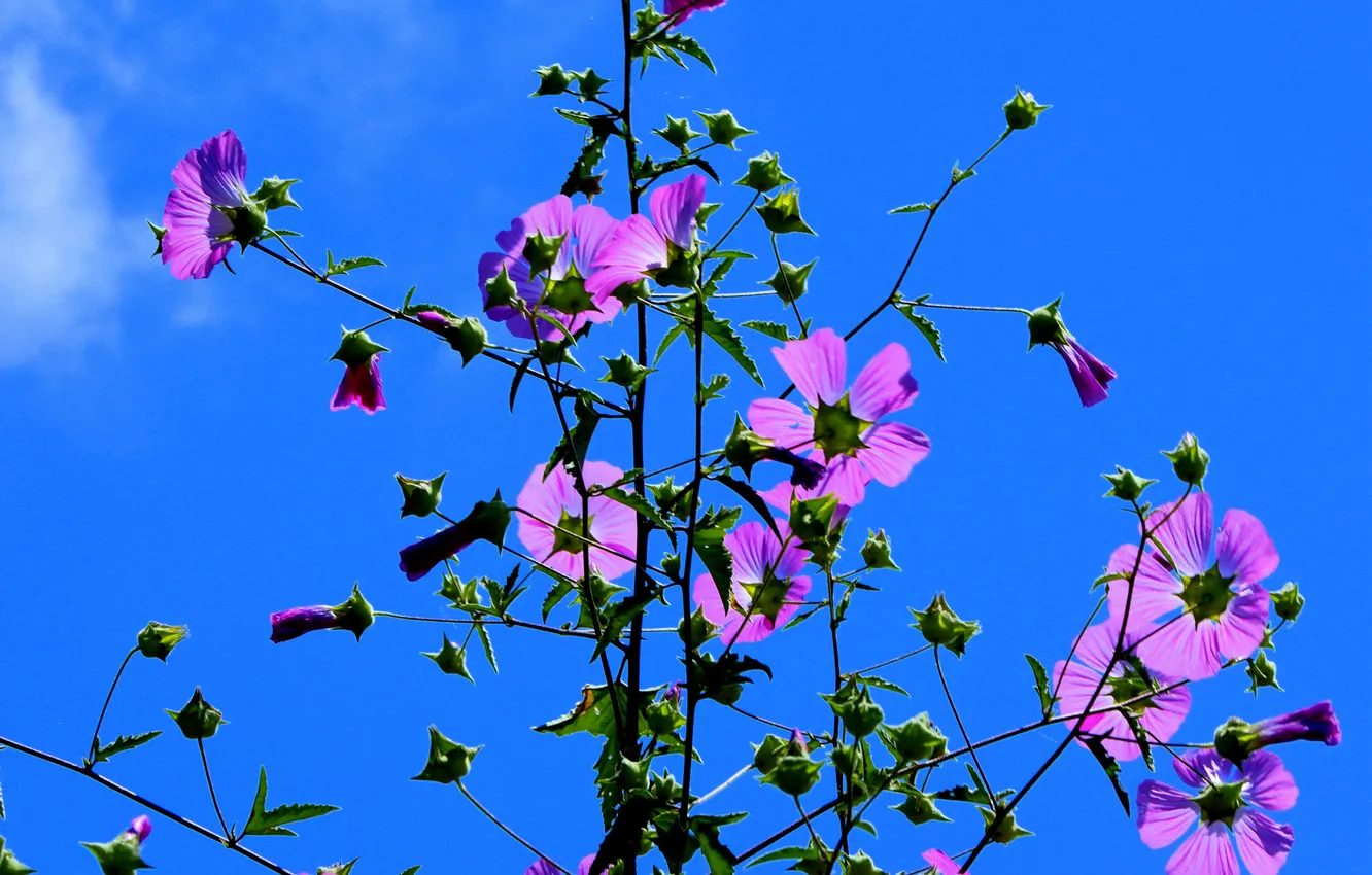 Фото обои небо, цветы, растение