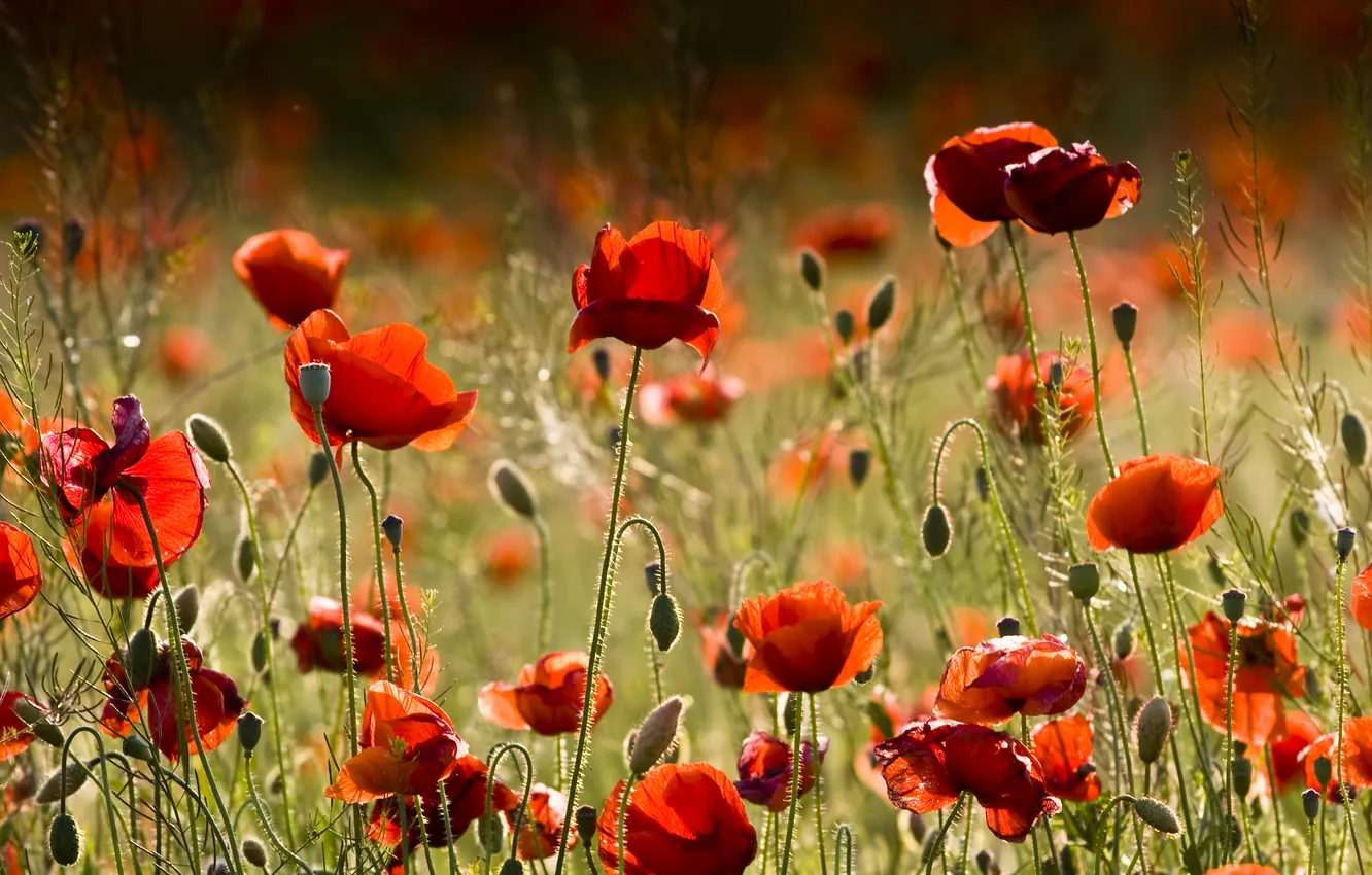 Фото обои цветы, красный, маки, red, красивые, flowers, beautiful, poppies