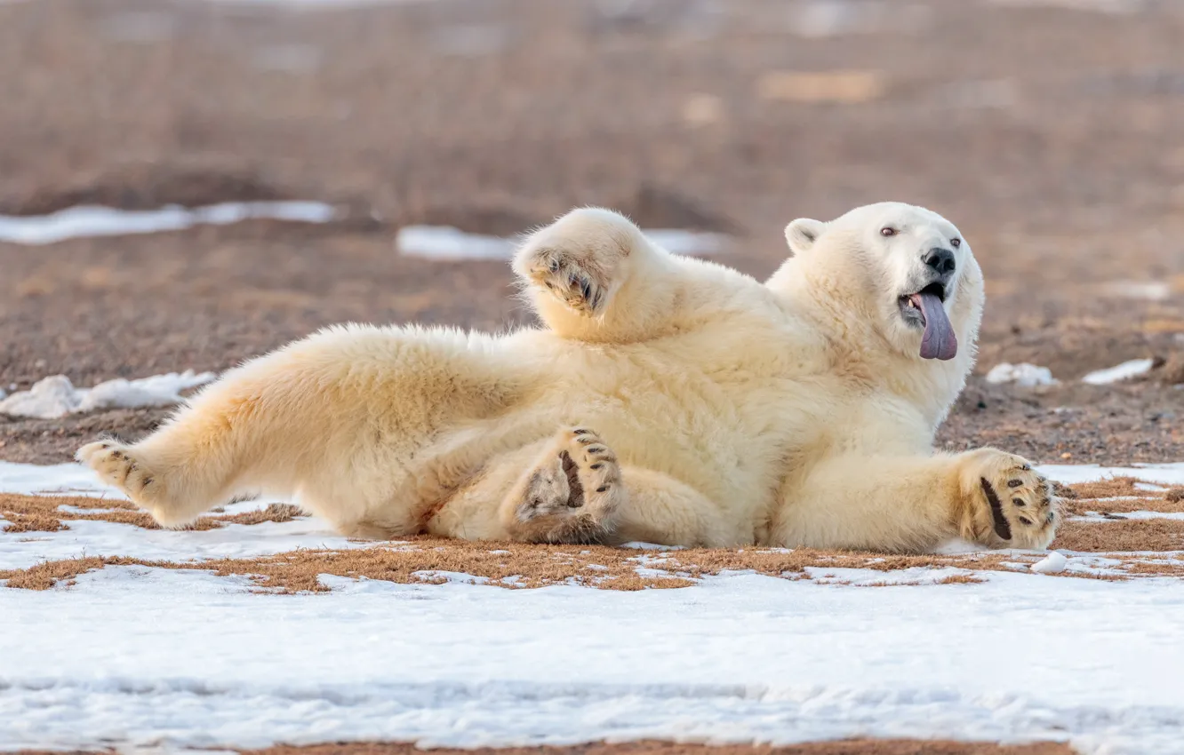 Фото обои язык, релакс, медведь, Аляска, белый медведь, расслабон, полярный медведь