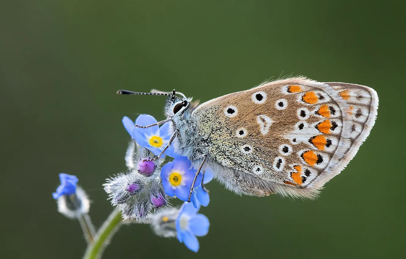 Фото обои цветок, бабочка, butterfly