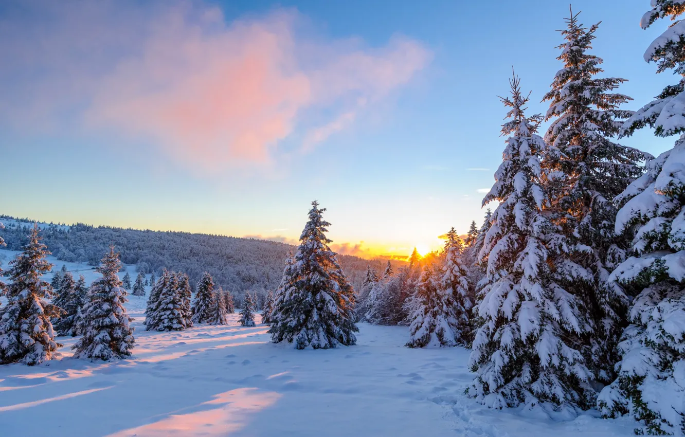 Фото обои зима, деревья, закат, ель