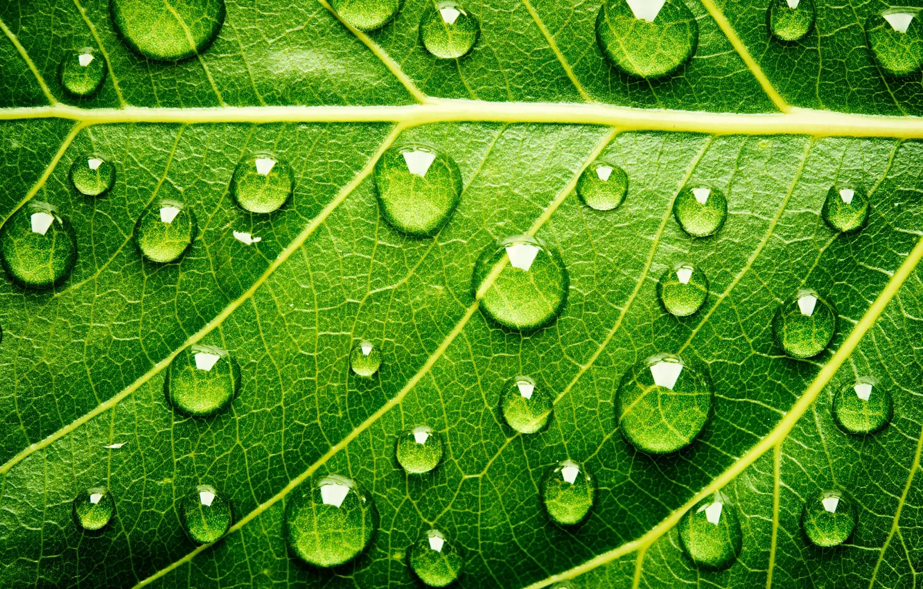 Фото обои green, water, leaf, Drops
