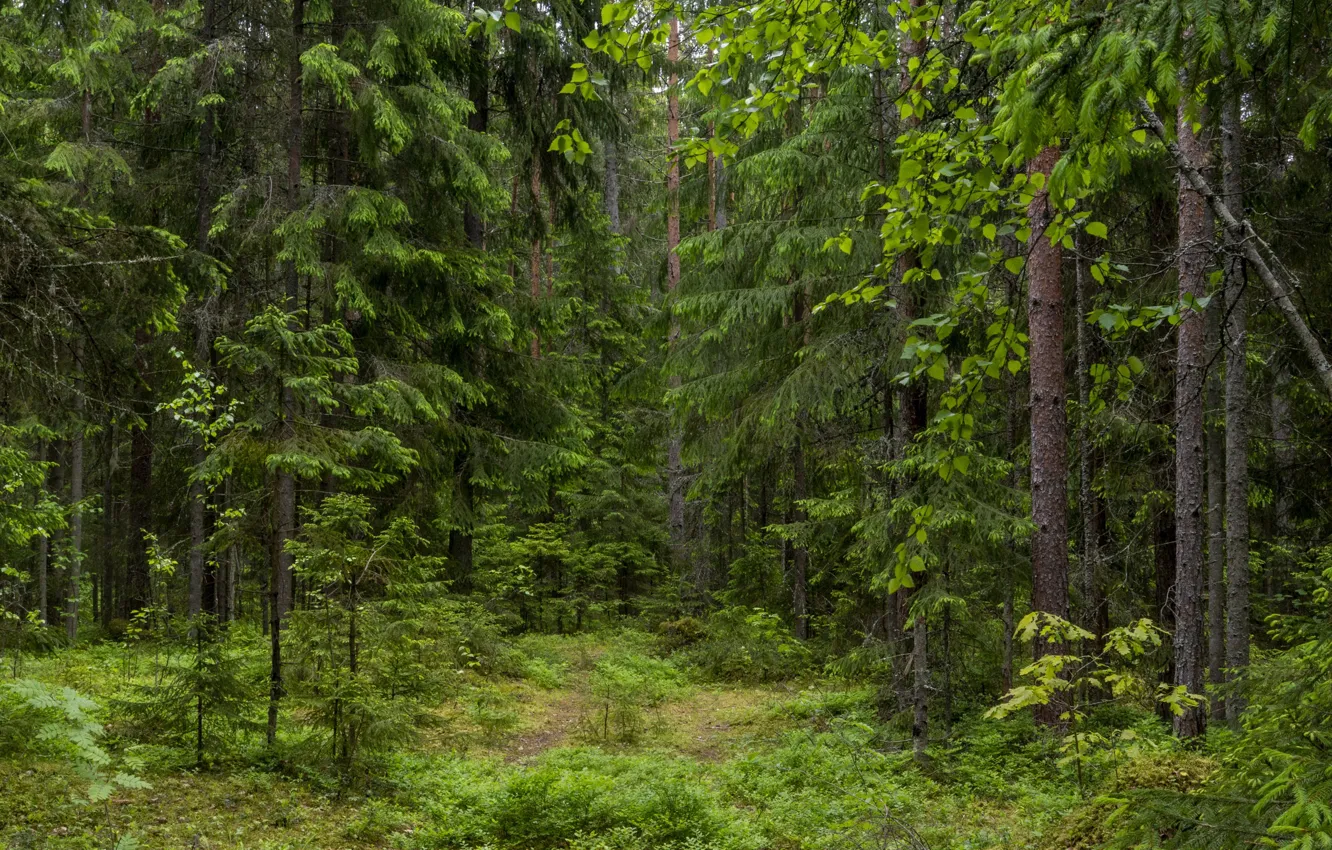 Сосновый бор в подмосковье лес. Природа лес лесная тропинка россия. Хвойный бор. Какой был лес летом. Лиственные деревья панорама.