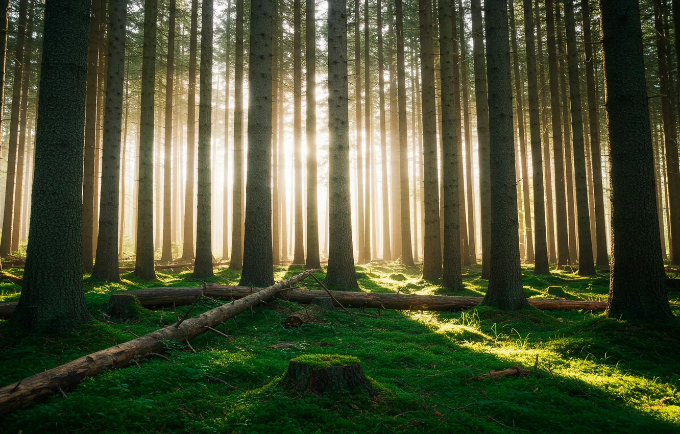 Фото обои лес, трава, солнце, деревья, арт, wallpaper, grass, forest