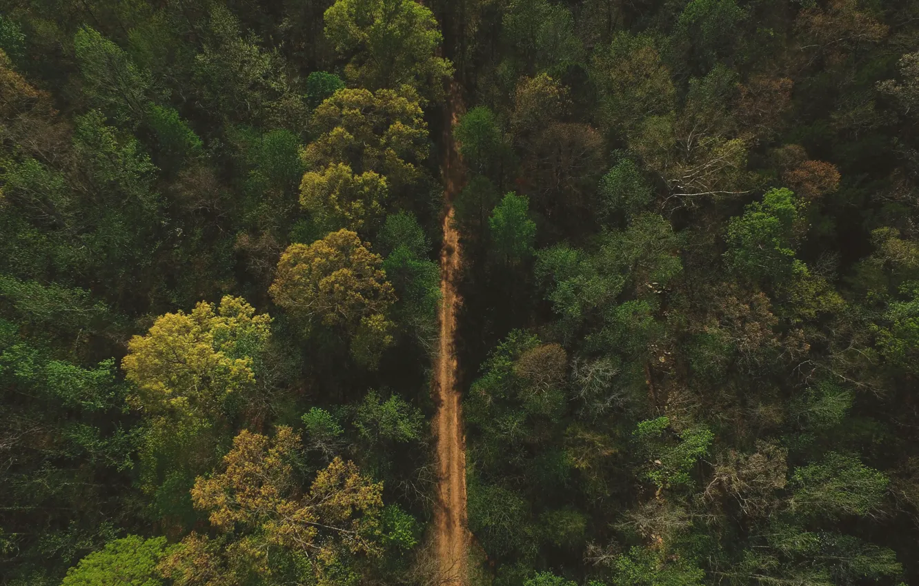 Фото обои дорога, лес, природа, тропинка