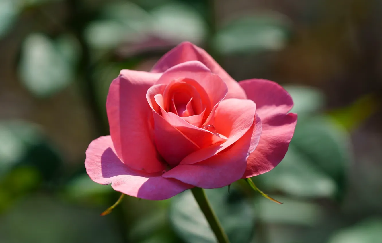 Фото обои цветок, капли, свет, фон, розовая, роза, бутон, одна