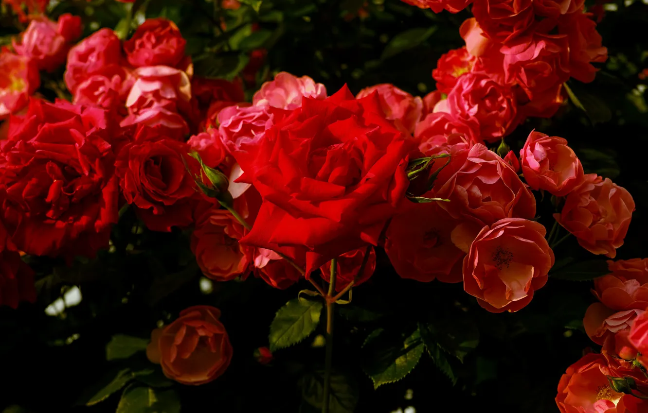 Фото обои цветы, темный фон, яркие, розы, сад, красные, алые, много