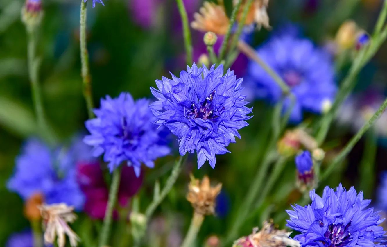 Фото обои цветок, лето, цветы, стебли, голубые, синие, василек, размытый фон