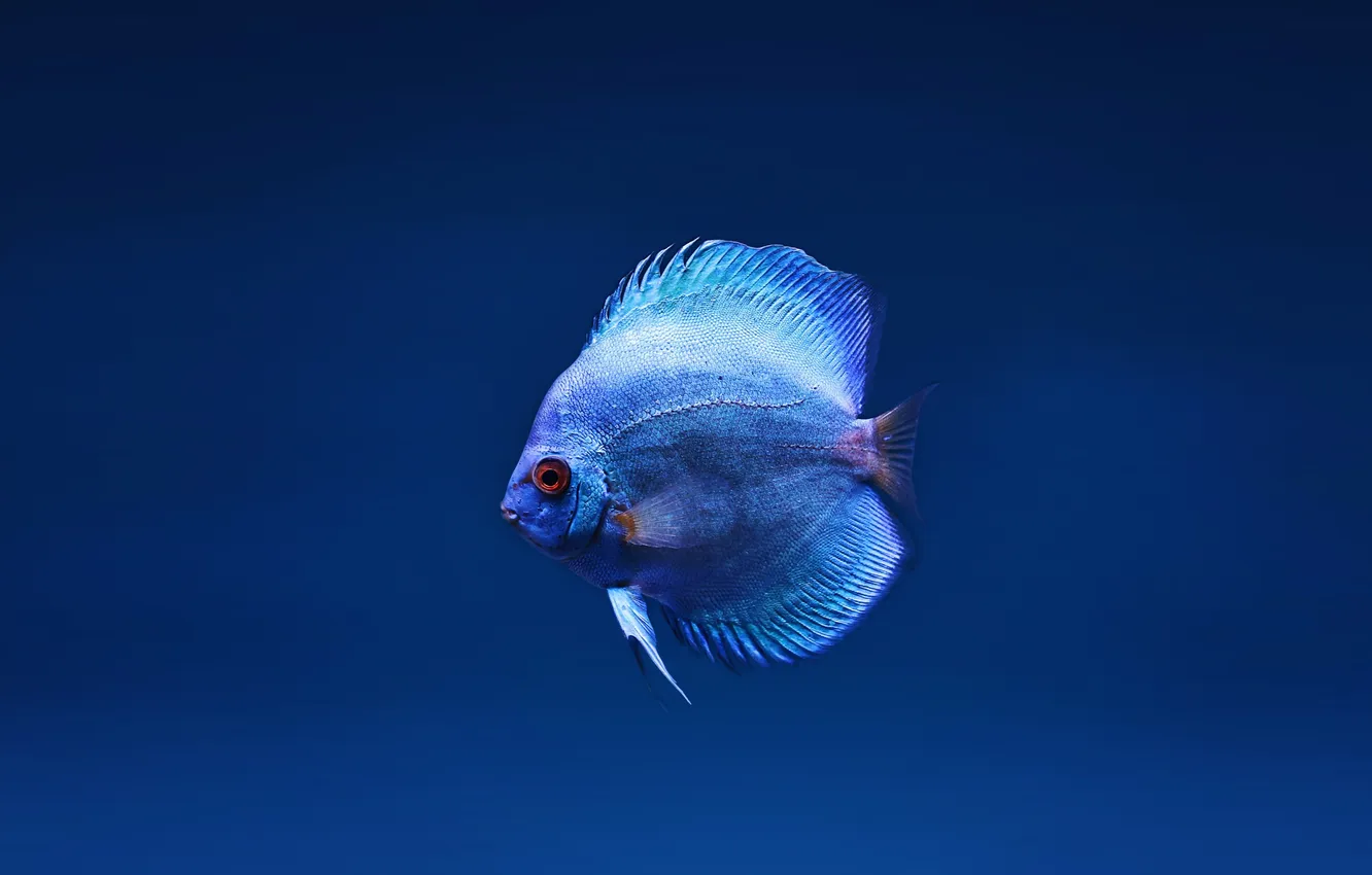 Фото обои Wallpaper, close up, Blue fish