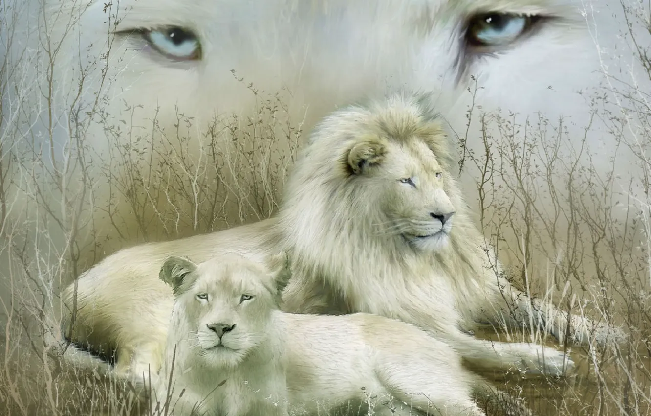Фото обои взгляд, семья, белые львы, пара. отдых