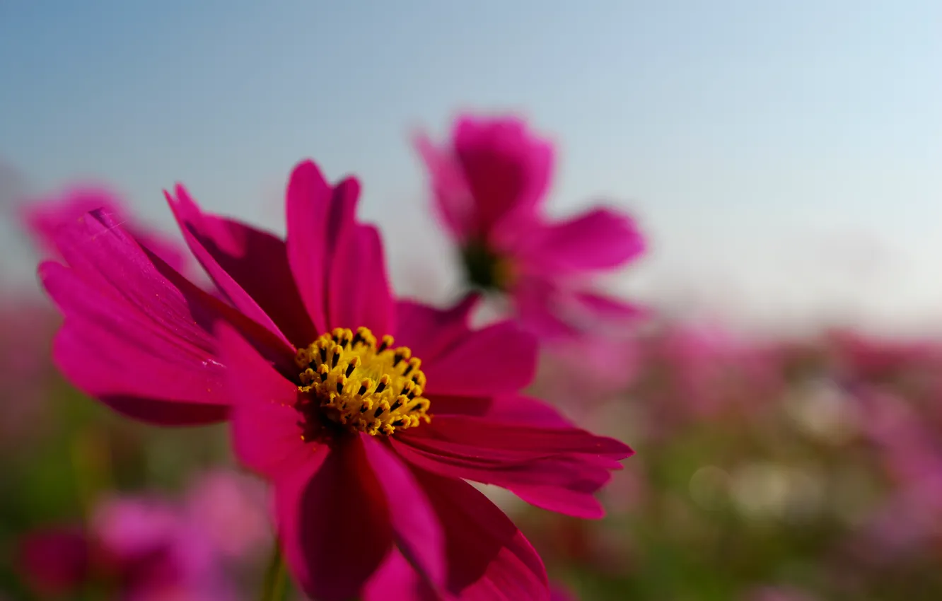 Фото обои поле, цветок, лето, небо, макро, яркий, розовый, лепестки