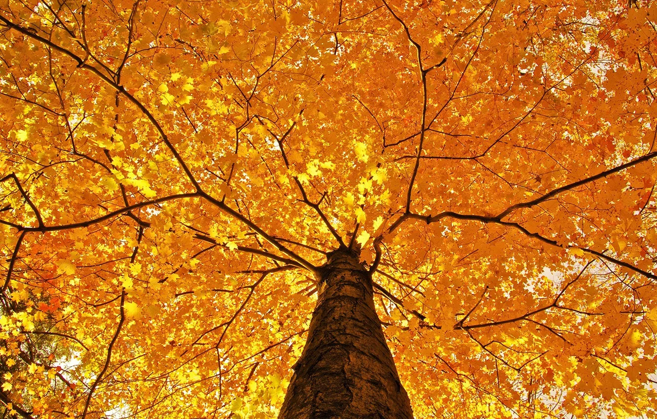 Фото обои осень, дерево, красиво