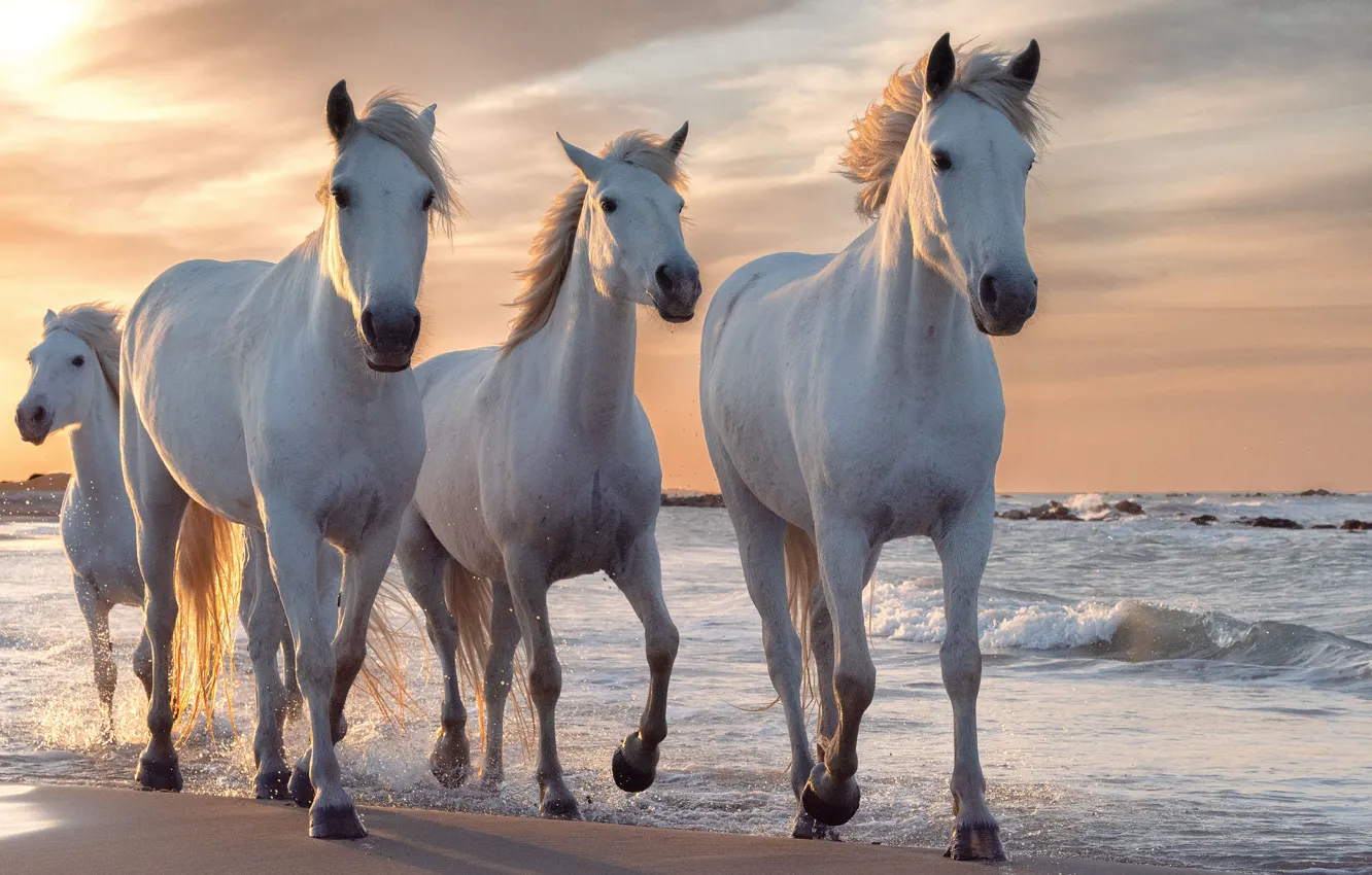 Фото обои море, волны, природа, рассвет, берег, кони, утро, лошади