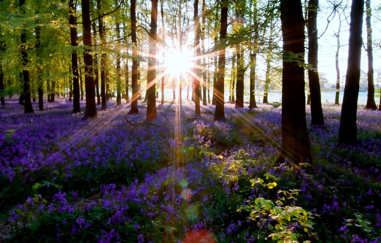 Фото обои лес, лето, деревья, солнца лучи