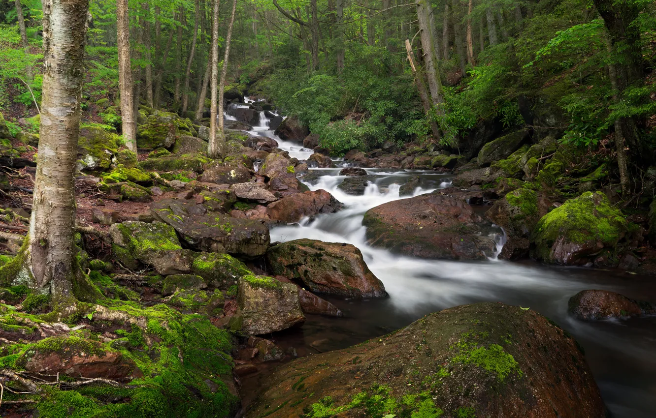 Фото обои лес, камни, мох, речка