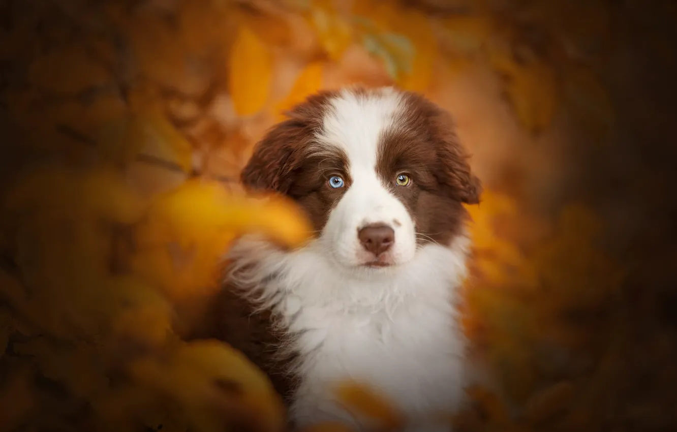 Фото обои осень, взгляд, собака, щенок, мордашка, боке
