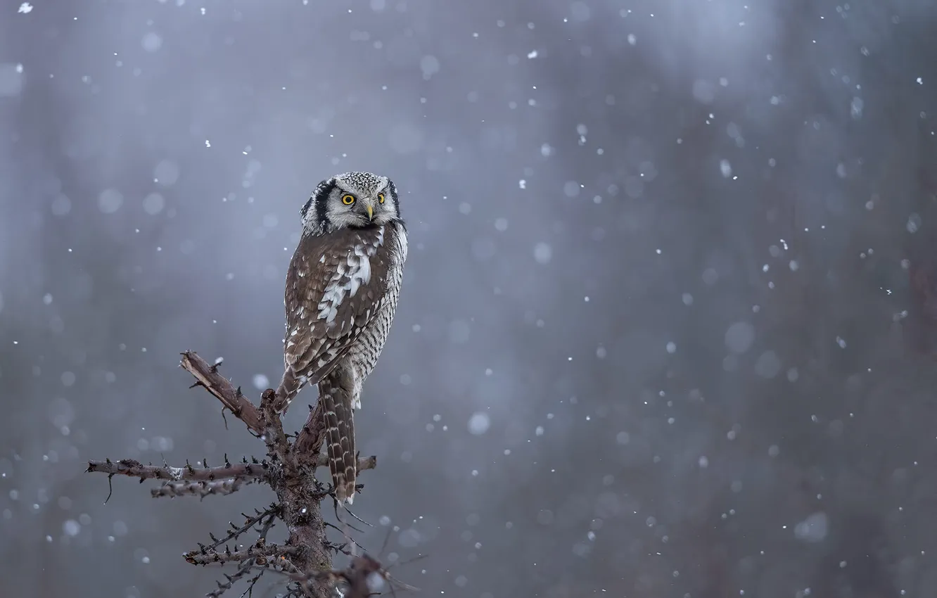 Фото обои зима, взгляд, снег, ветки, природа, фон, сова, птица