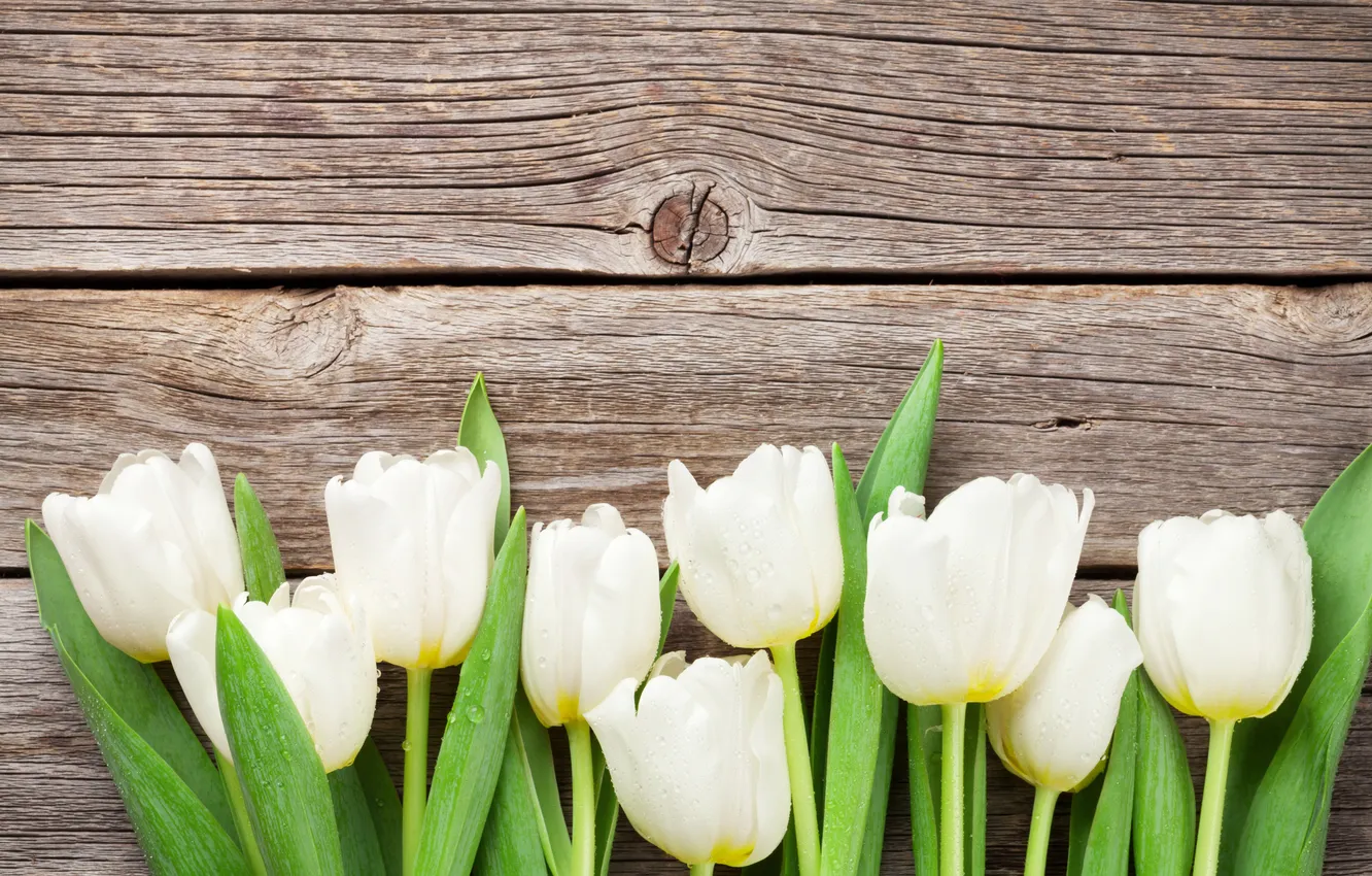 Фото обои цветы, букет, тюльпаны, white, wood, flowers, tulips, spring