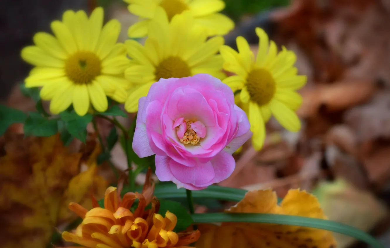 Фото обои Цветы, Весна, Flowers, Spring, Розовая роза, Pink rose
