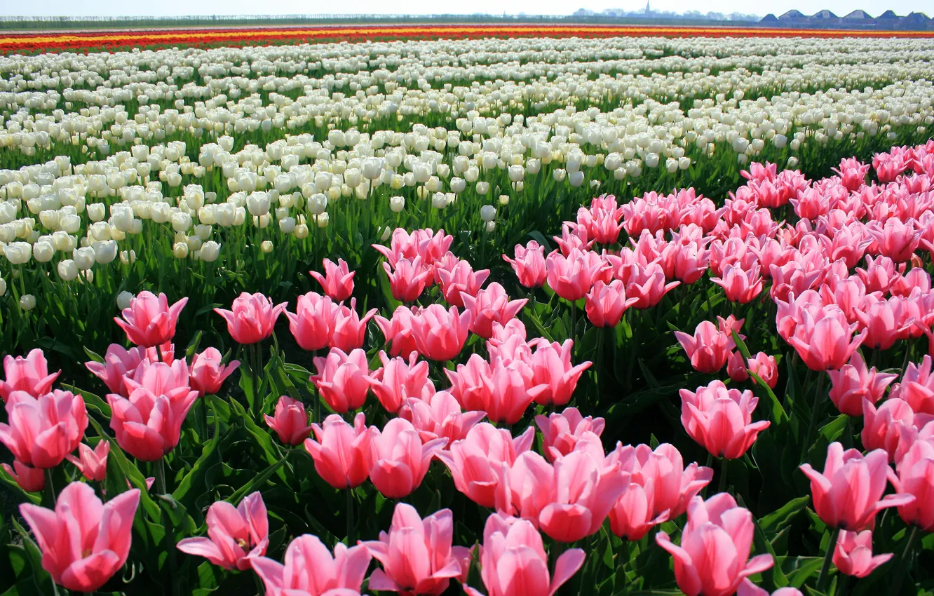 Фото обои цветы, природа, тюльпаны, бутоны, tulips, плантация
