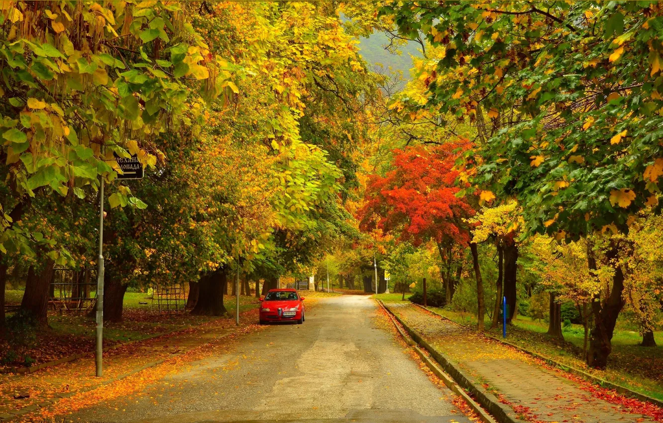 Фото обои Дорога, Осень, Деревья, Улица, Fall, Листва, Autumn, Street