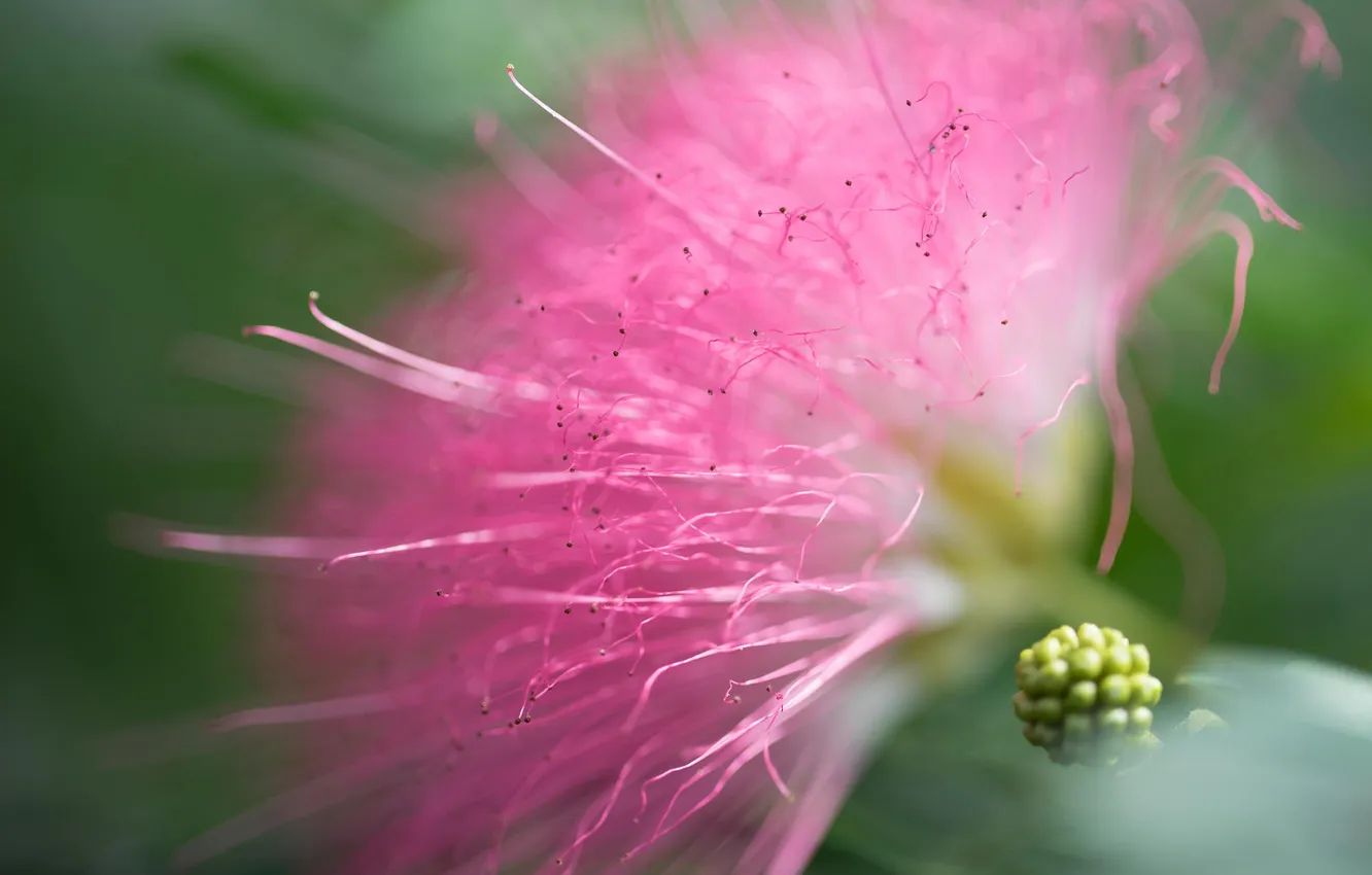 Фото обои цветок, розовый, пушистый, акация